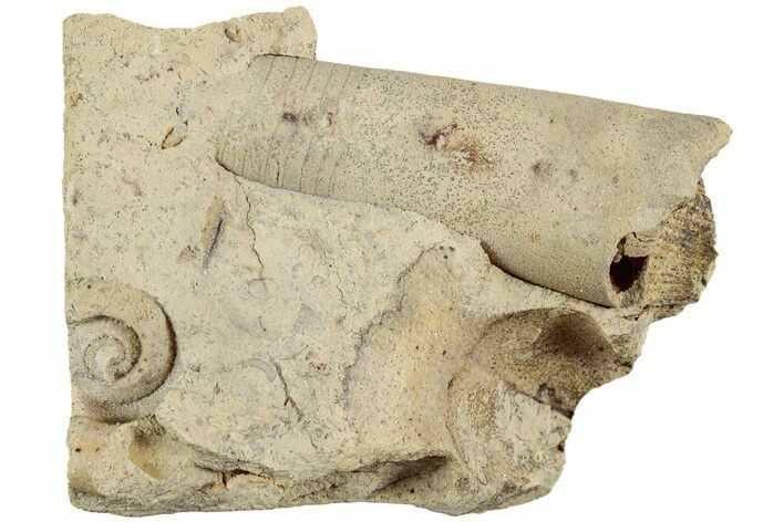 Ordovician Cephalopod (Proteoceras) Fossil - Wisconsin #224855